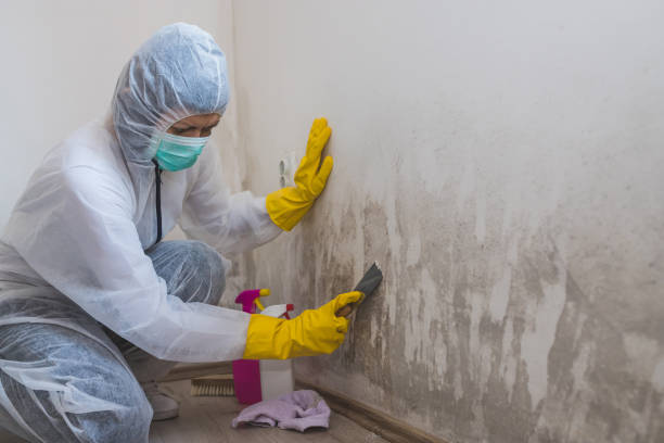 Best Residential Mold Removal  in Sound Beach, NY