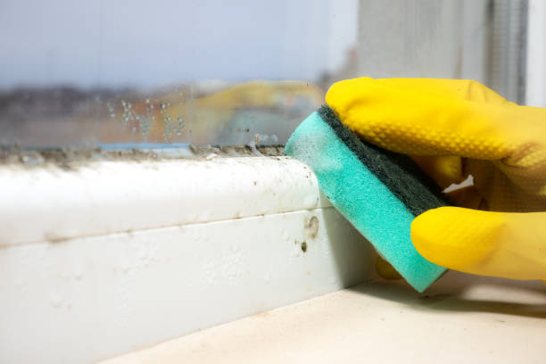 Mold Removal and Inspection in Sound Beach, NY